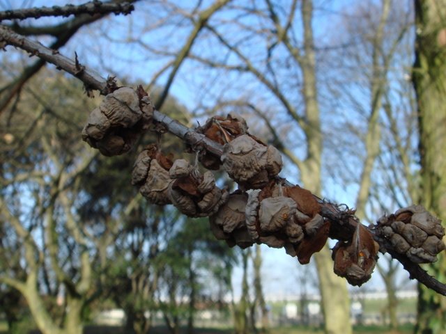 Taxodium distichum fruit